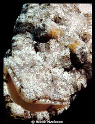 CROCODILE FISH PORTRAIT
no crop ;) by Adolfo Maciocco 